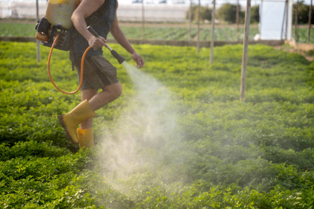 Best Ant Control Services  in Memphis, MI