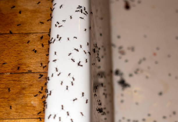 Best Best Pest Control Companies  in Memphis, MI