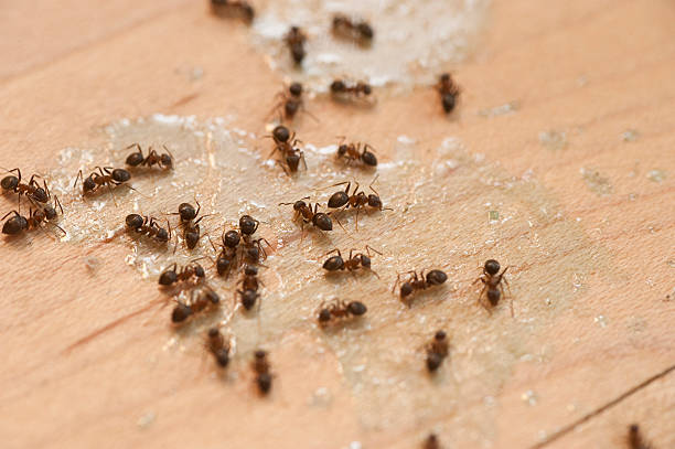 Best Residential Pest Control  in Memphis, MI